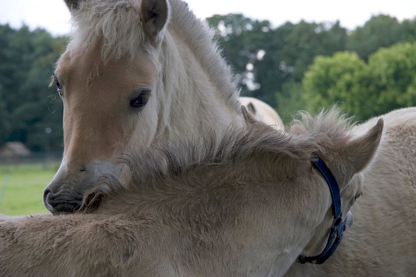 Konikpaarden von Ronald Wilfred Jansen