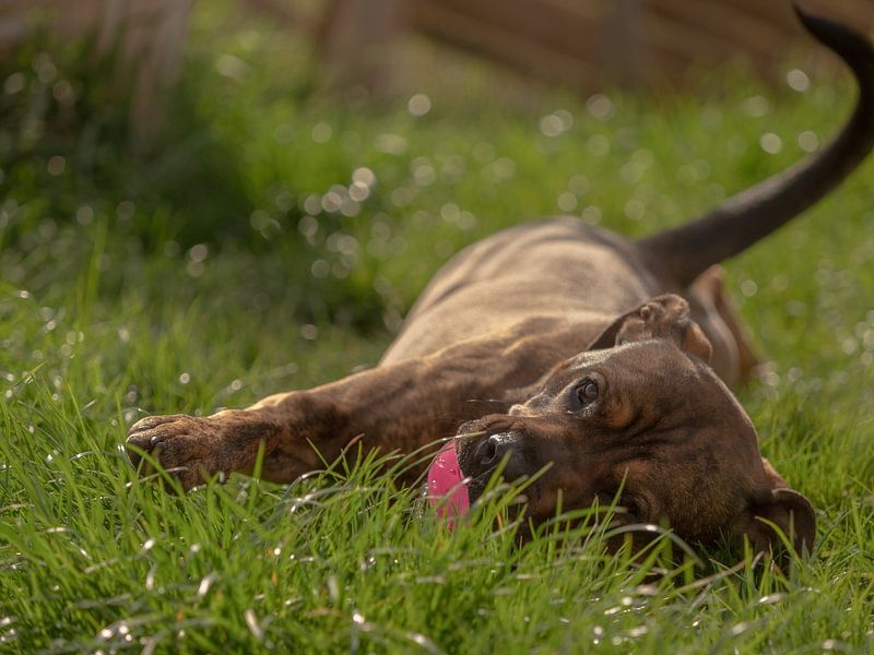 Spelen met een amerikaanse staffordshire terriër ruede in Jena van Wolfgang Unger