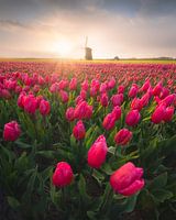 Pays-Bas Champ de tulipes avec moulin hollandais
