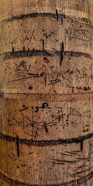 Palme mit grafischer Zeichnung 2 von Alie Ekkelenkamp