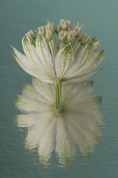 Reflexion: Eine Blume eines Seeländischen Knotens mit abstrakter Reflexion von Marjolijn van den Berg