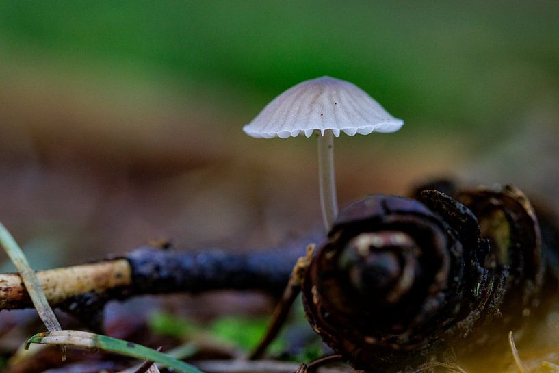 mushroom by ton vogels