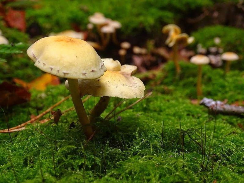 2 paddenstoelen  by Sanne Compeer
