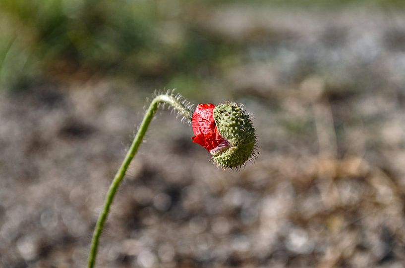 Klaproos knop van GH Foto & Artdesign