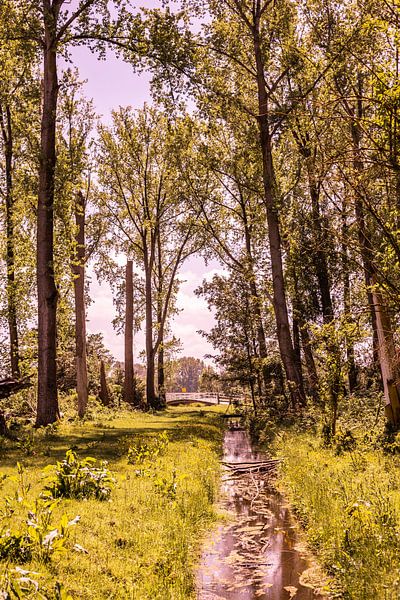 Lage Bergse Bos - Landschap nr. 8 van Deborah de Meijer