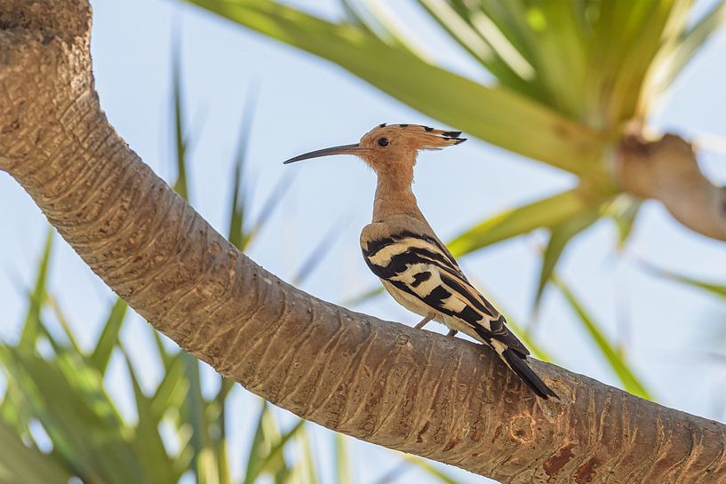 Hop 2. (Upupa Epops 2) by Anita Meis