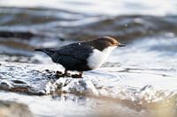 The white-throated dipper