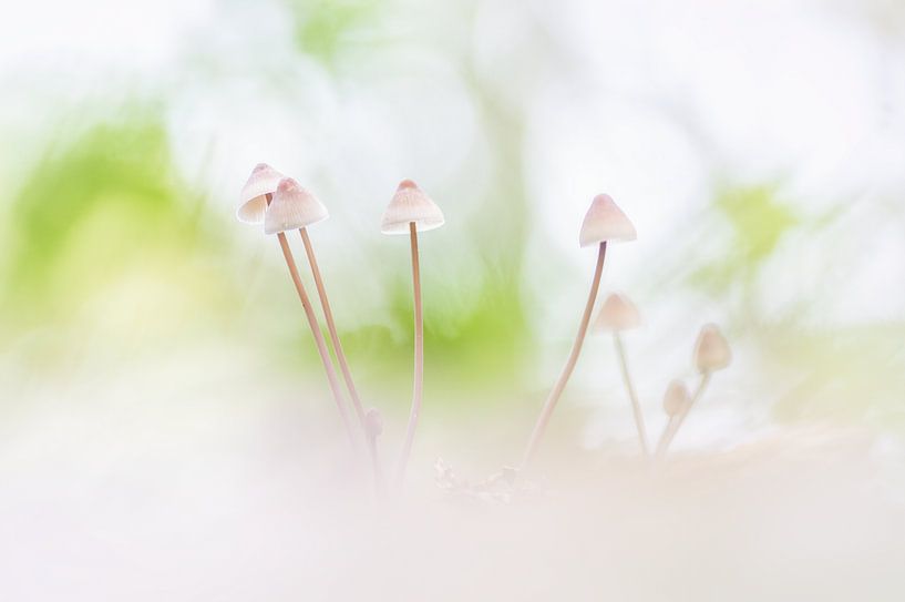 Minuscule par Klaas Fidom