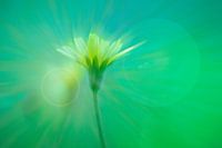 fleur jaune dans un magnifique contre-jour