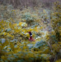 Waldfasan in seiner schönen Umgebung