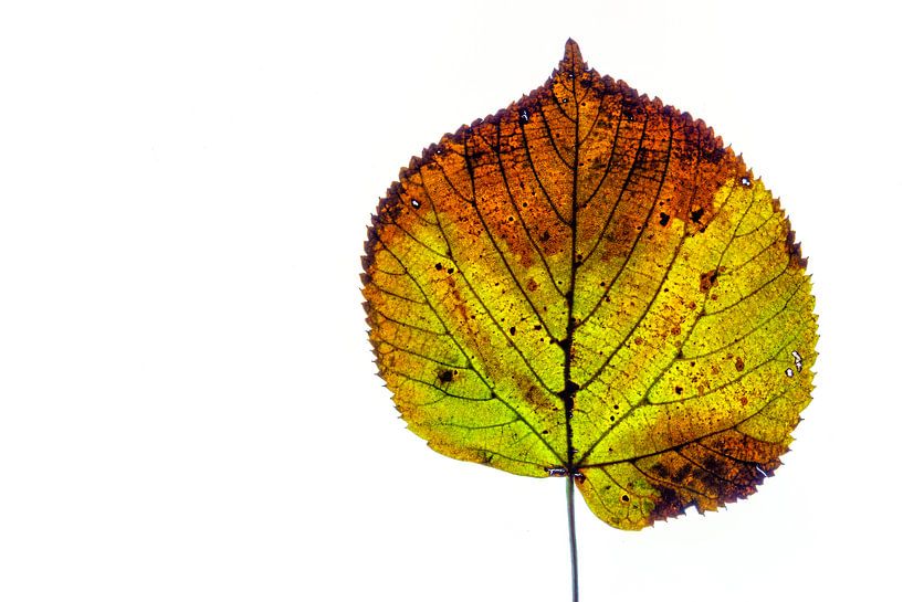 Colourful autumn leaves on a white background by Carola Schellekens