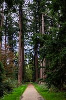 Friedlicher Waldspaziergang - Naturfotografie mit Bäumen und Rehen, digitale Wanddekoration mit warmen Grüntönen