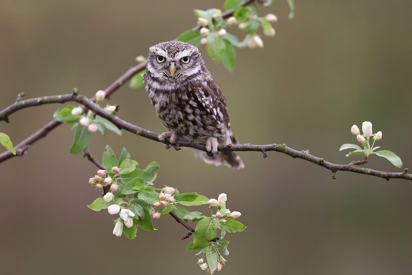 Steinkauz (Athene noctua) von Ronald Pol