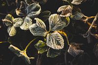 Erdbeeren mit einer Schicht aus reifem