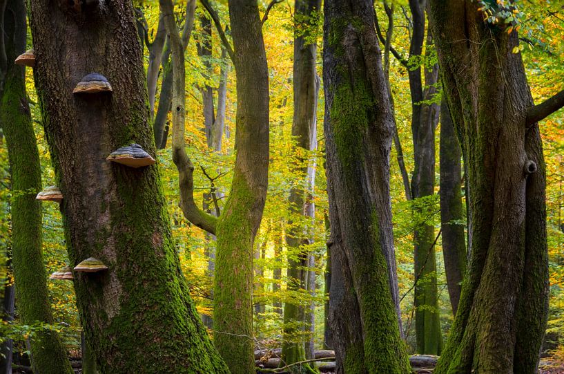 Herbstbäume im Speulder Wald von Sander Groenendijk