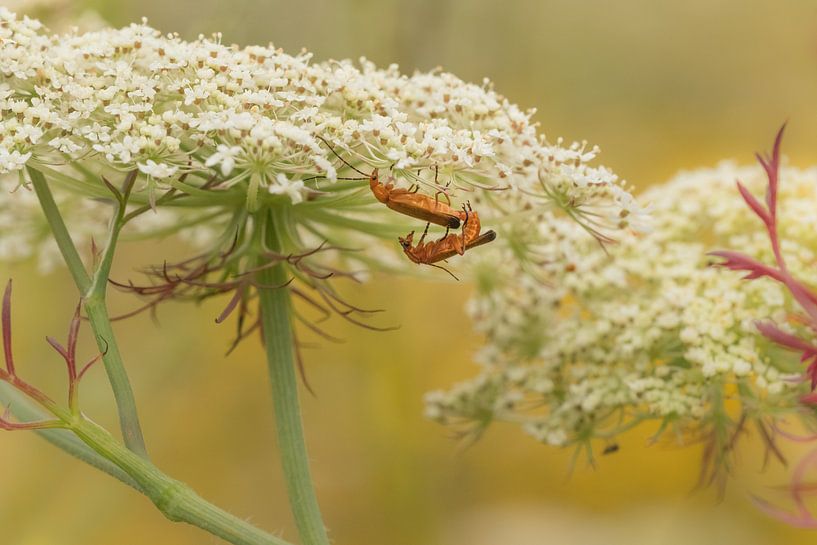 Wöchentliche Rüsselkäfer von Moetwil en van Dijk - Fotografie