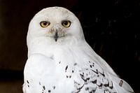 Das Aussehen der Schnee-Eule