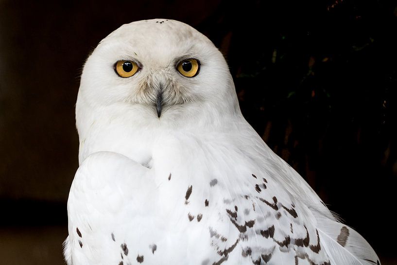 Le regard de la chouette harfang par Marcel Runhart