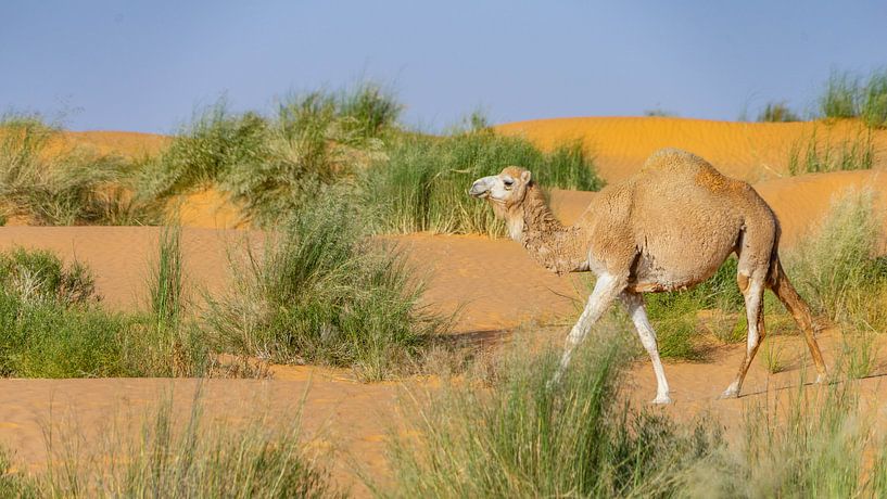 Camel travels through Sahara, Tunisia by Jessica Lokker