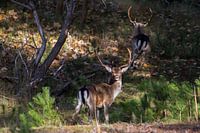 Amsterdamse Waterleiding Duinen