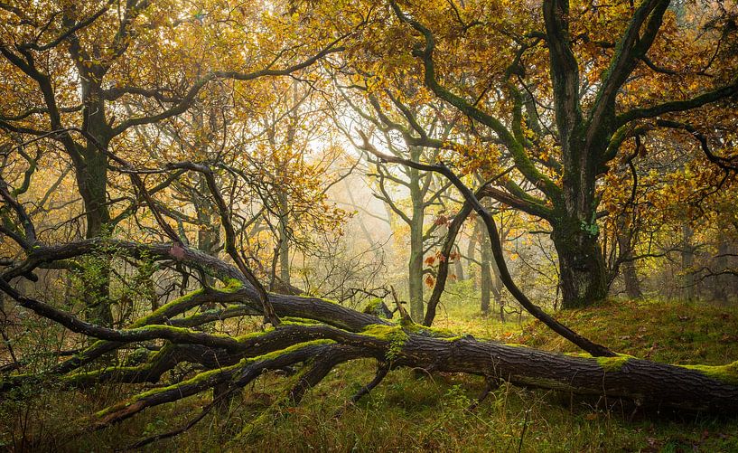 umgestürzter Baum im Nebel von Gijs Verbeek