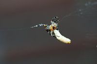 Spinne hat Maden gefangen