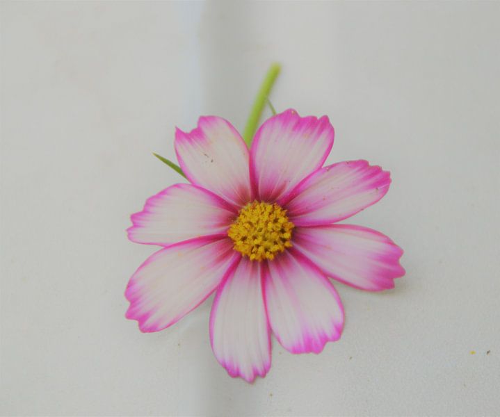 Bloem von Margriet Adema