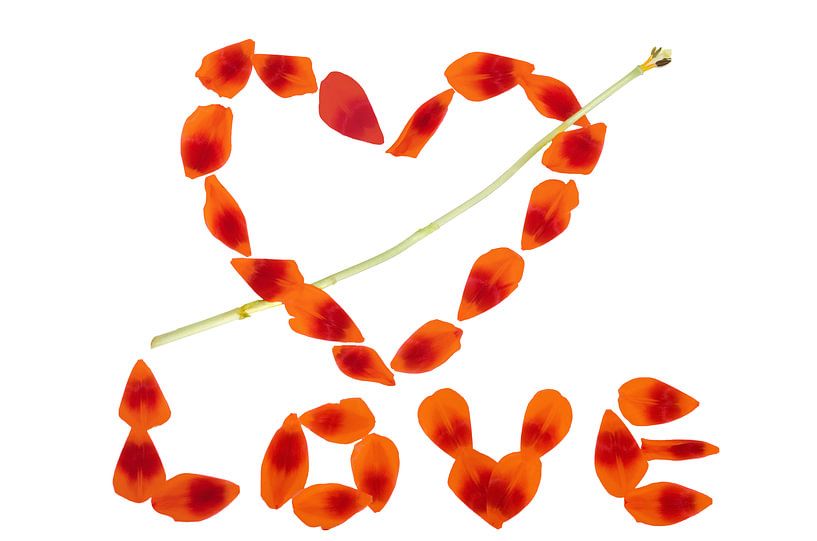 Tulp LOVE van Jessica Berendsen