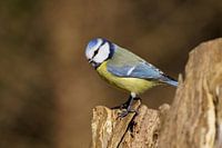 Blue tit looks back