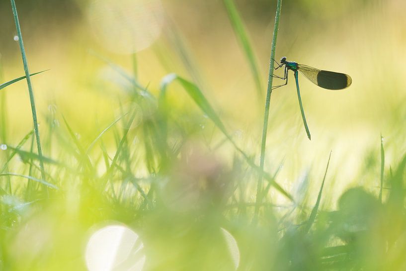 Prachtlibelle oder Demoiselle in bunten Umgebung von Francois Debets