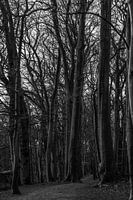 Entlang der hohen Bäume