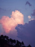 Pink Moon Paradise