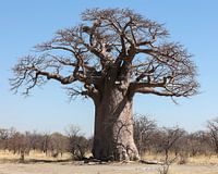 Baobab-Baum in Botsuana
