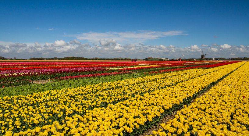 Tulpenfeld in Nordholland von Dirk Jan Kralt