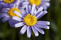 Lila Gänseblümchen