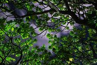 nachte aangezicht boom