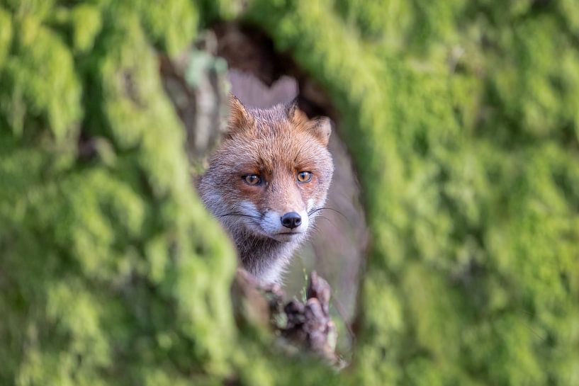Renard par Arno van Zon photography