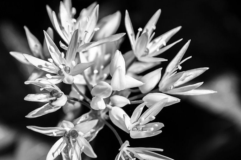 White explosion by Studio Mirabelle