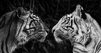 Le regard du tigre