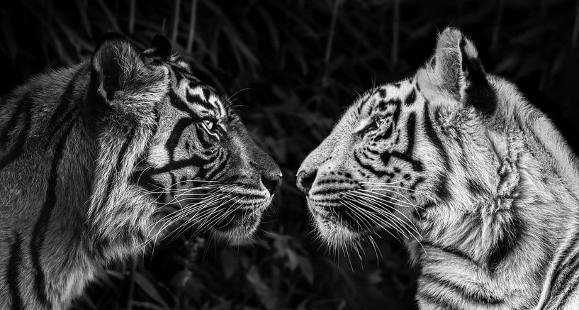 Le regard du tigre par Daphne van Dam