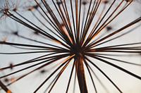 Bärenklau bei Sonnenuntergang