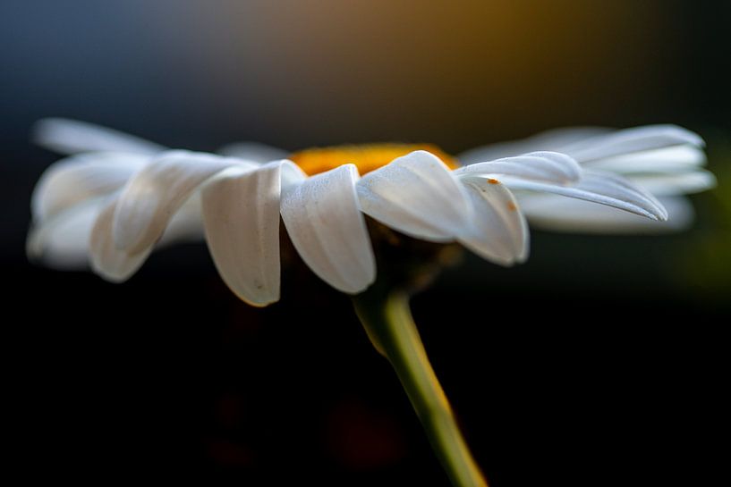 Die Eleganz des Gänseblümchens von Kim Heilema Fotografie