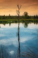 Sommer im Hohen Venn 3 Hochformat