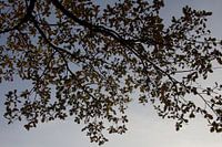 Beautiful autumn picture of leaves