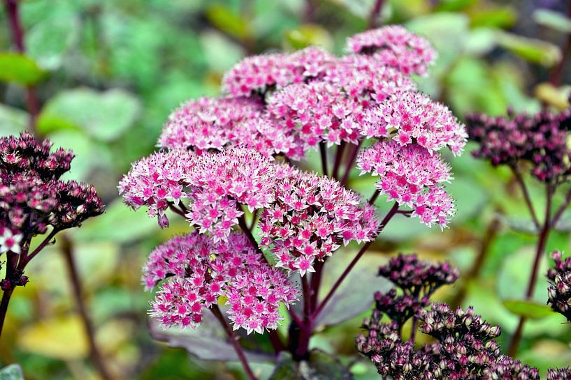 Fleurs roses et sauvages au jardin botanique de Berlin par Silva Wischeropp