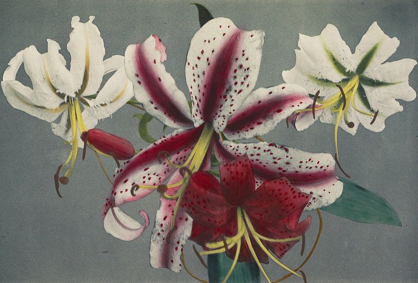 Lilie, Ogawa Kazumasa von Meisterhafte Meister