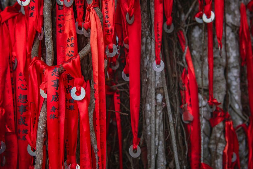 Wunschbaum Sekinchan in Malaysia. von Ron van der Stappen