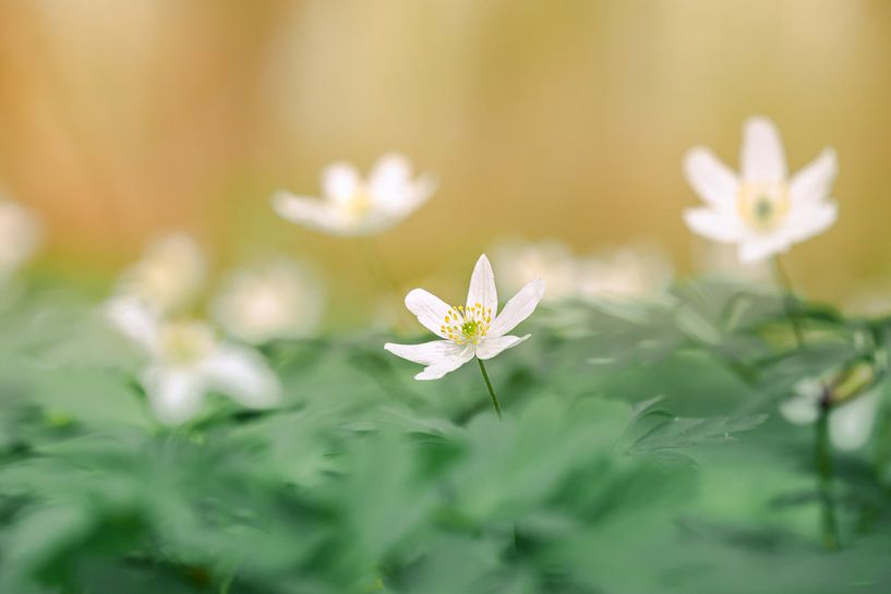 Bosanemoon von Bert Kok