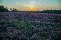 Sunset over the Wezepsche Heide