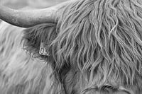 Scottish Highlander